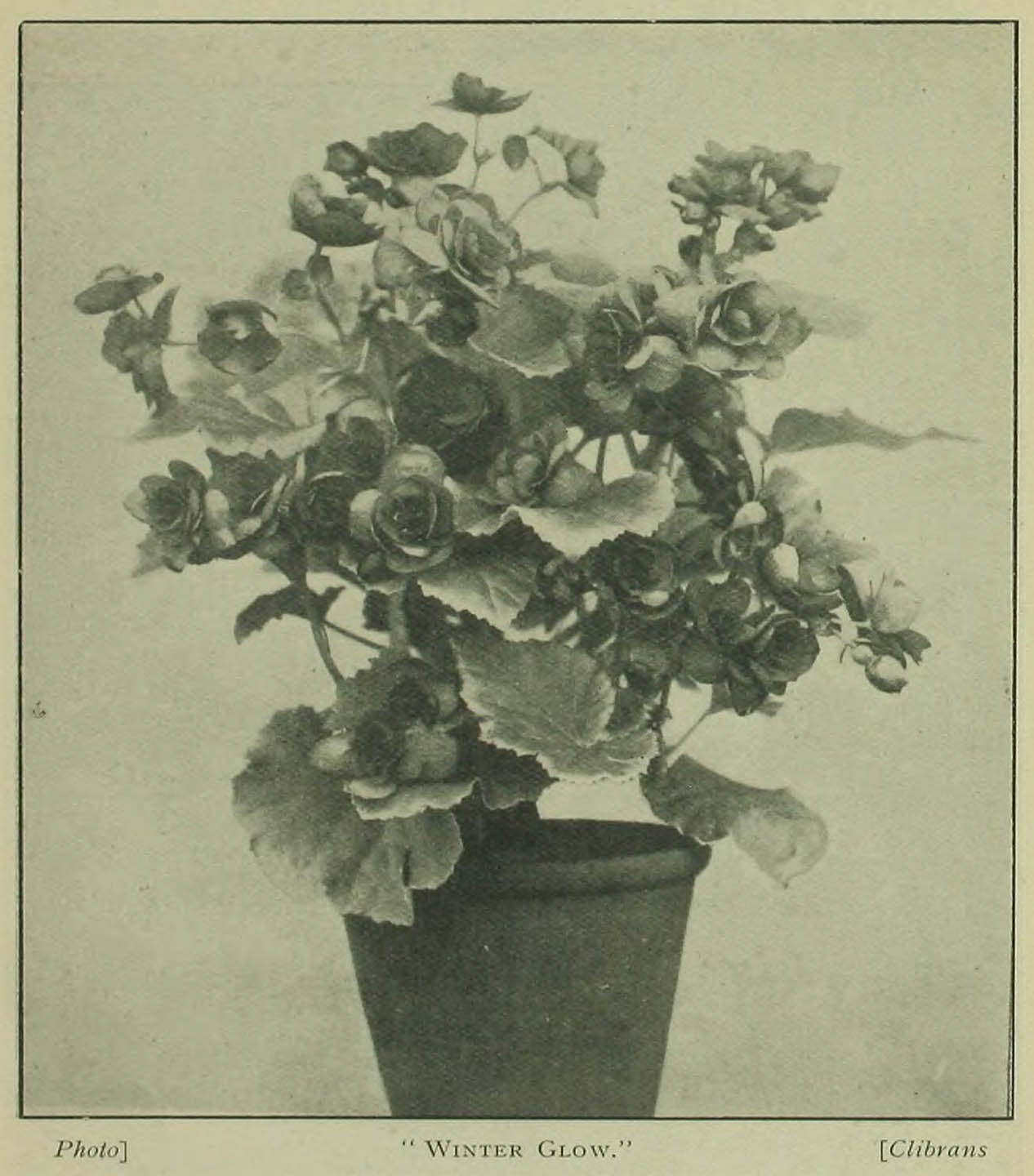 B. ‘Winter Glow’